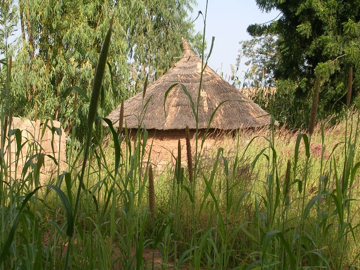 Small house in a millet field