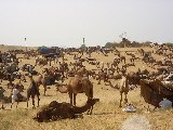 Marché des chameaux