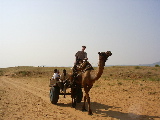 Ballad with a camel