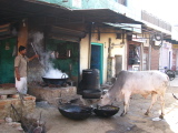 Cow licking a frying pan