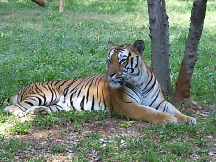 Un tigre du zoo