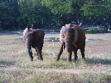 Les éléphants d'Afrique