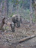 Eléphants dans un parc national près de Khajuraho