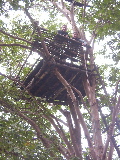 Thimo & Jackie sur un arbre