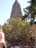 L'Arbre Sacré où le Bouddha aurait reçu l'Eveil