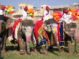 Des éléphants