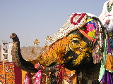 Eléphant décoré
