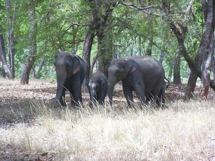 Une famille d'éléphants