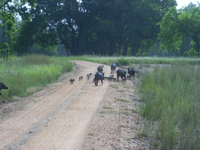 Wild boars crossing the road