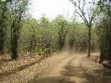 Forêt de bambou dans le parc
