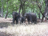 An elephant familiy
