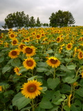 Sunflower field of Zerubu no Oka Garden