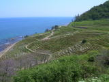 Senmaida Rice Field
