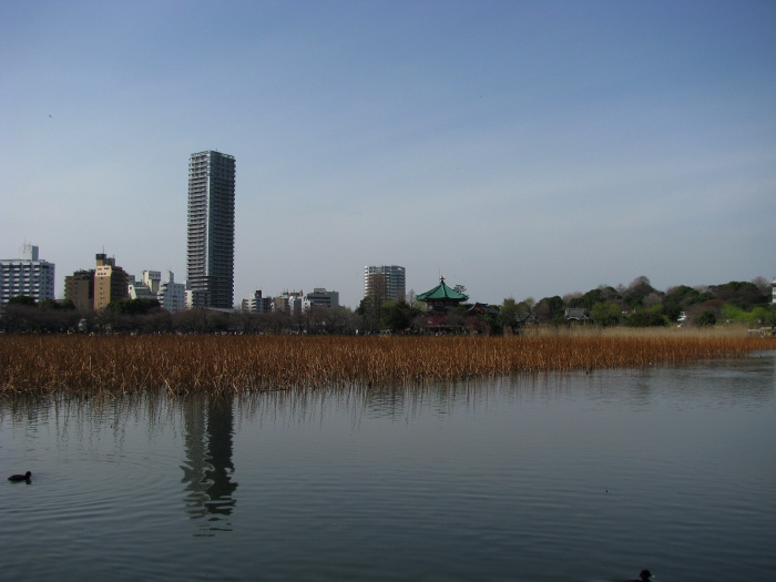 Shinobazu Pond in Ueno Park