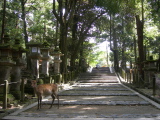 Une allée du parc Nara-koen