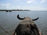 Crossing of the see to Yufu-jima Island in a water buffalo cart