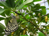 A butterfly of the Okinawa islands