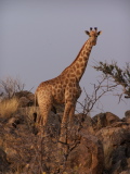 Girafe du domaine de Mount Etjo