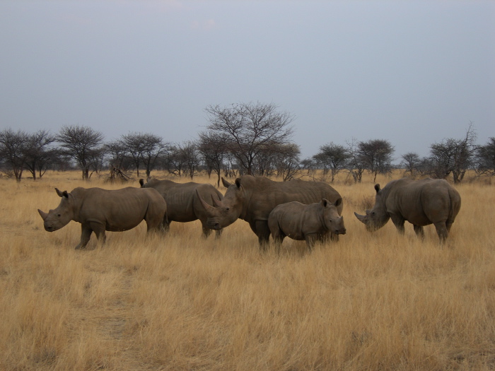 Rhino herd