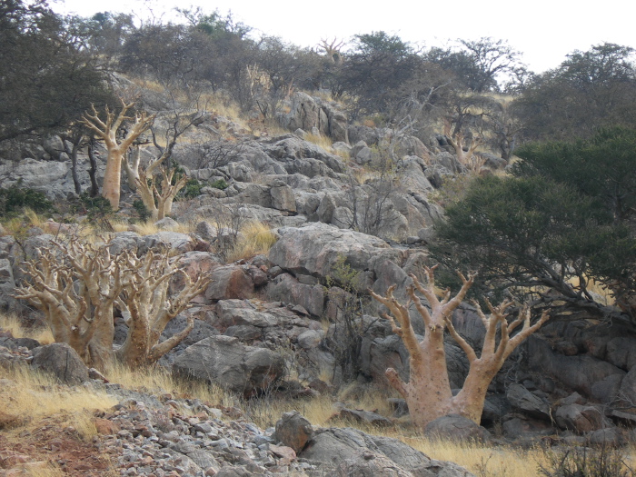 Trees on a rocky hill