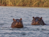 Des hippopotames
