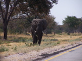 Un éléphant au bord de la route
