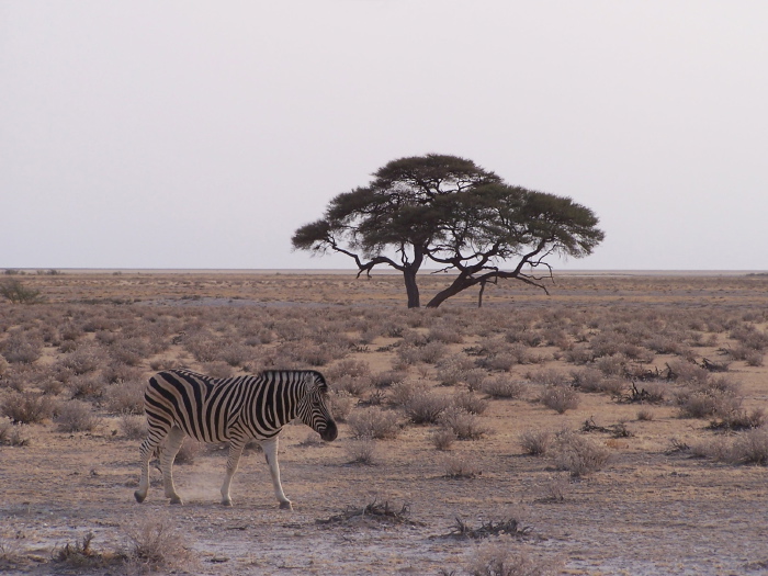 Zebra in savanna