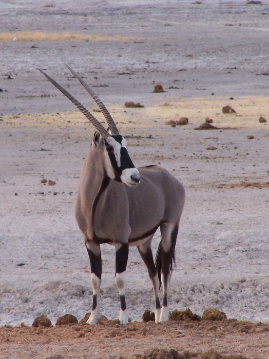 Un oryx