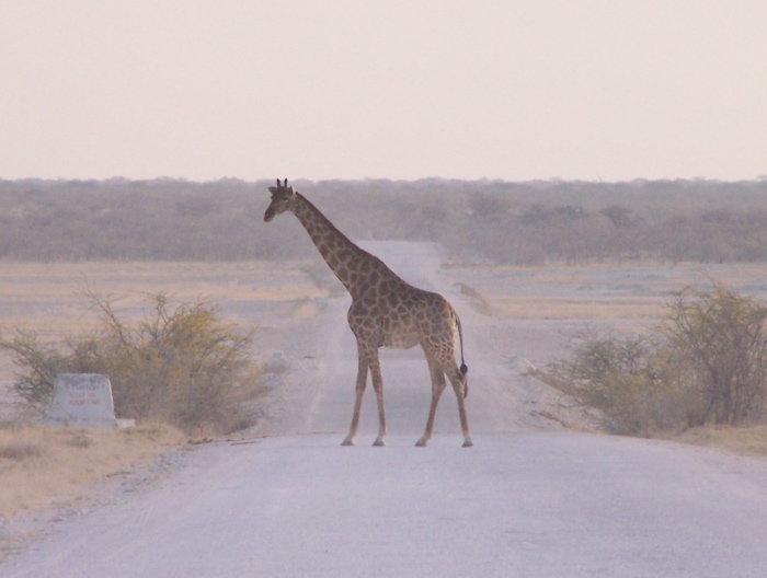 Giraffe crossing a park road