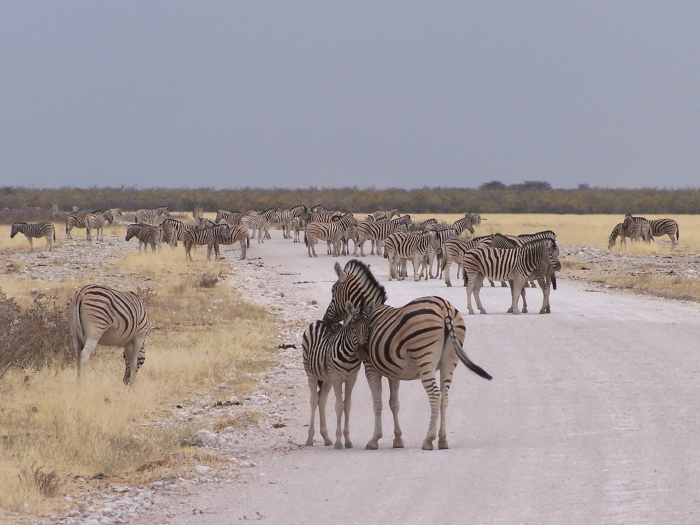 Zebra herd on the road