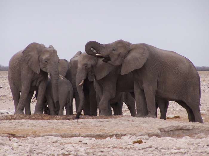 Elephants at a water hole