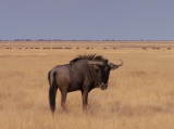 A wildebeest