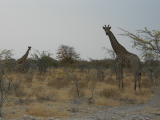 Des girafes
