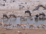A water hole