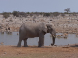An elephant