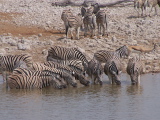 Zebras refreshing themselves