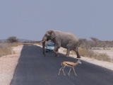 Eléphant et springbok traversant une route du parc