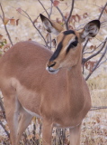 Un springbok