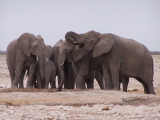 Des éléphants à un point d'eau