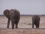 Deux éléphants
