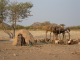Chèvres dans le village