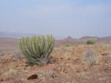 Des cactus