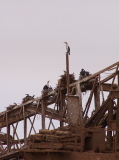 Cormorants on the metal structure