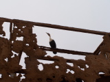Un cormoran