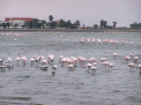 Colonies de flamants roses dans le lagon de Walvis Bay