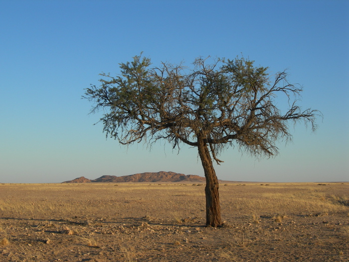 A tree in savanna