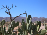 Cactus in front of a dead tree