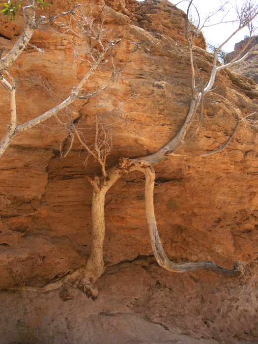 Tree under an inclined rock face