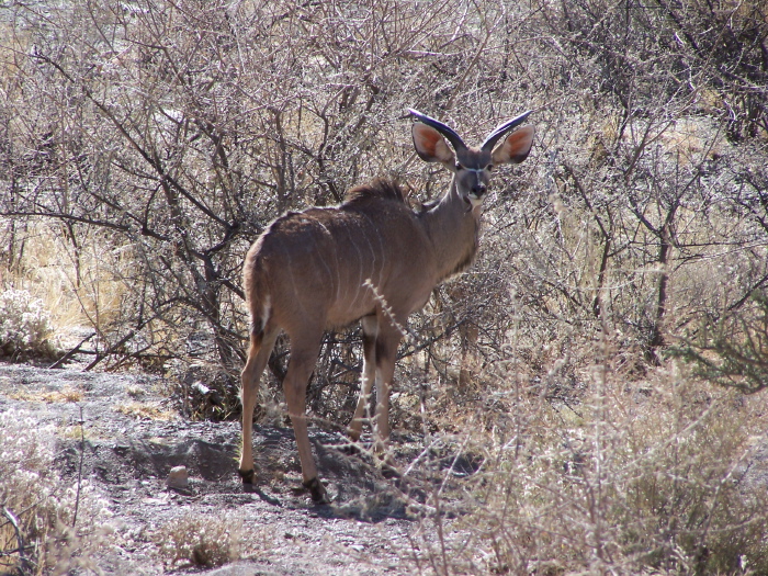 A kudu