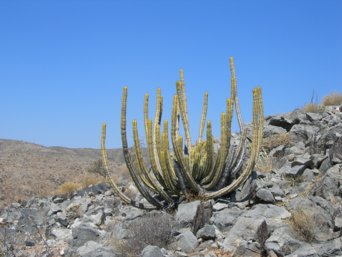 Un cactus